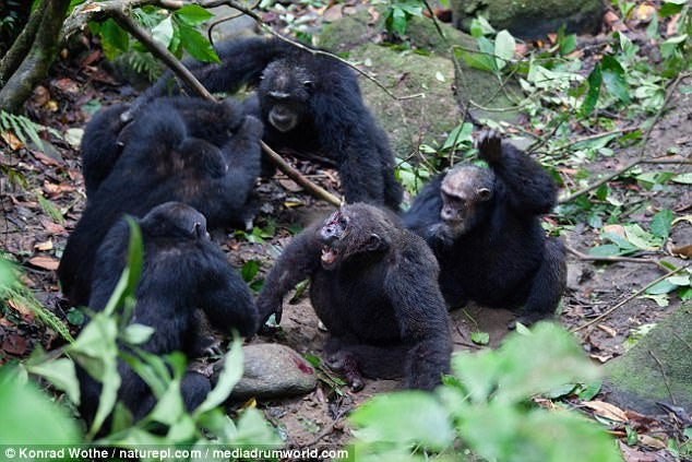 Ο νόμος της ζούγκλας είναι πολύ σκληρός – Δείτε το βίντεο